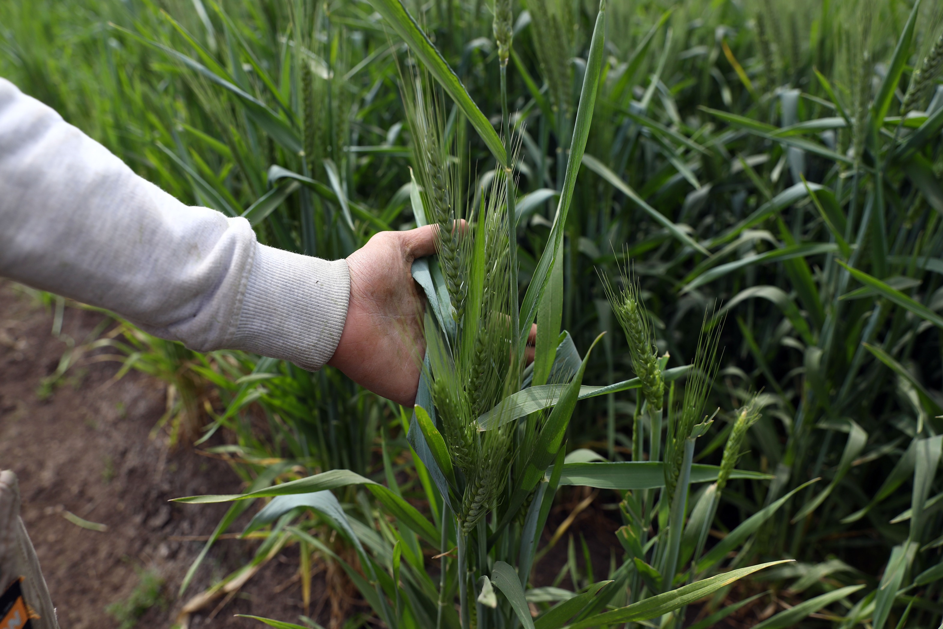 世贸组织官员：中东战事波及全球粮食安全