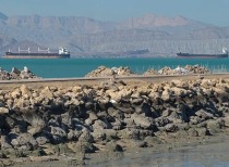 六国发表联合声明：准备采取措施保障霍尔木兹海峡安全