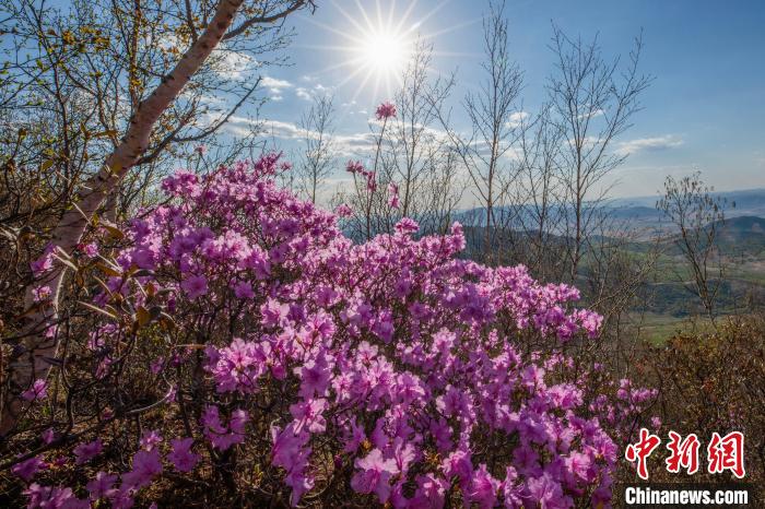 内蒙古扎鲁特旗万亩杜鹃花竞相开放