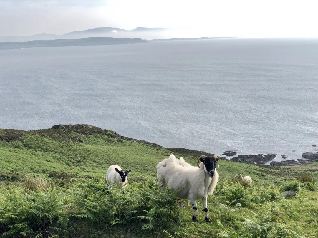 绿色爱尔兰 美味且文艺