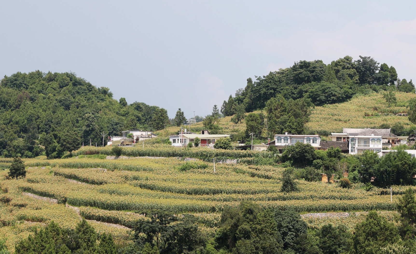 17538421733005.JPG ZKS_3598仁怀市长岗镇茅坡村茅台有机高粱基地。贵州日报天眼新闻记者