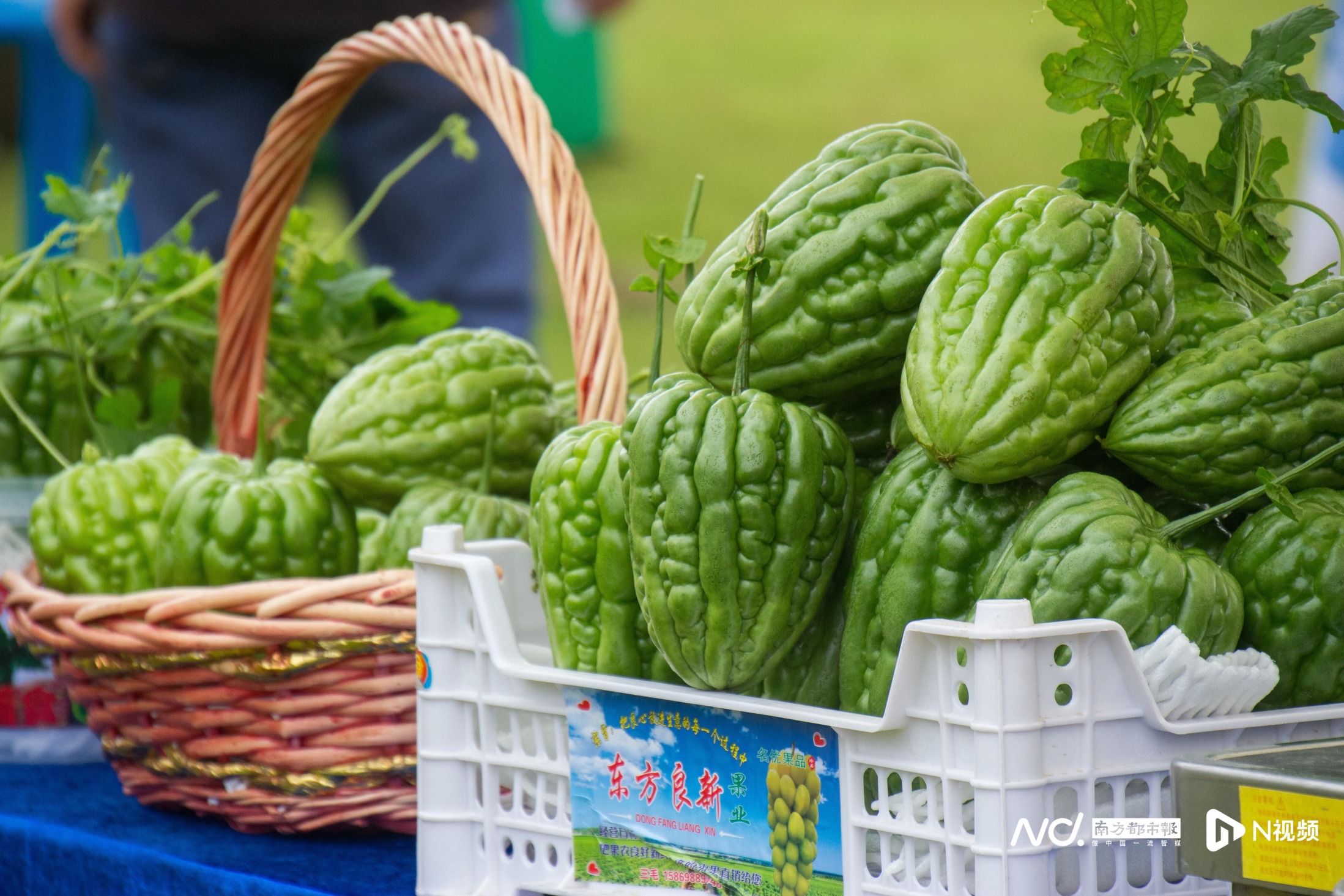 一夏"!杜阮凉瓜美食文化旅游系列活动开幕