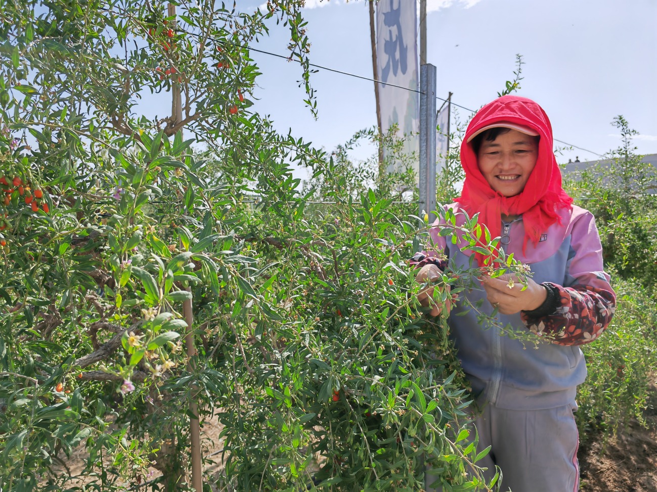 宁夏头茬枸杞迎来采摘丰收季