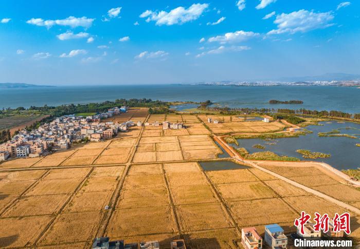 云南滇池南岸300余亩小麦迎来大丰充