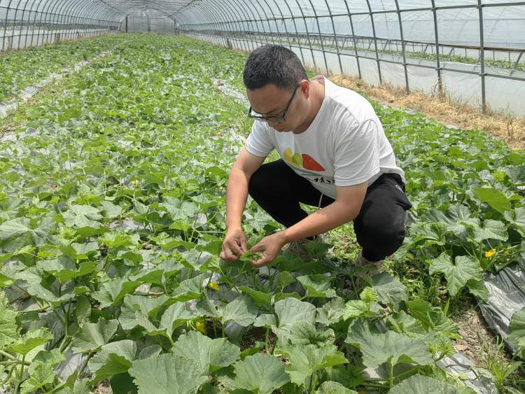 亭林雪瓜上市啦,今年价格不变,来尝尝小时候的乡土味道