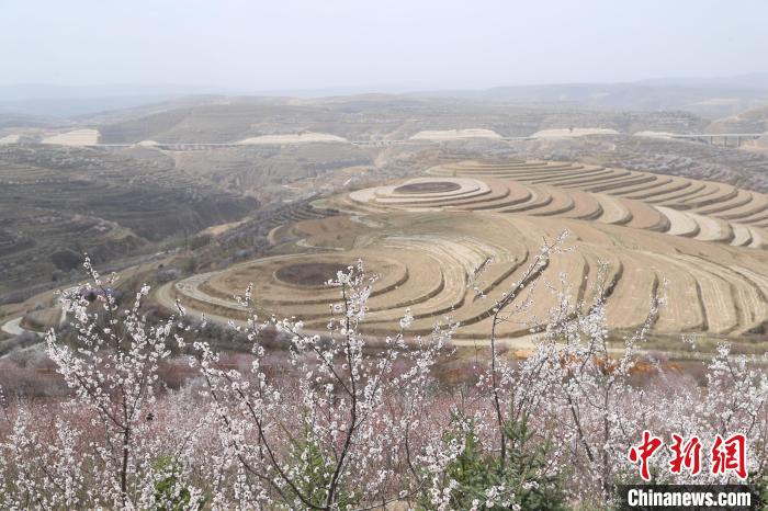 宁夏彭阳做精花经济万亩花田扮靓黄土高原