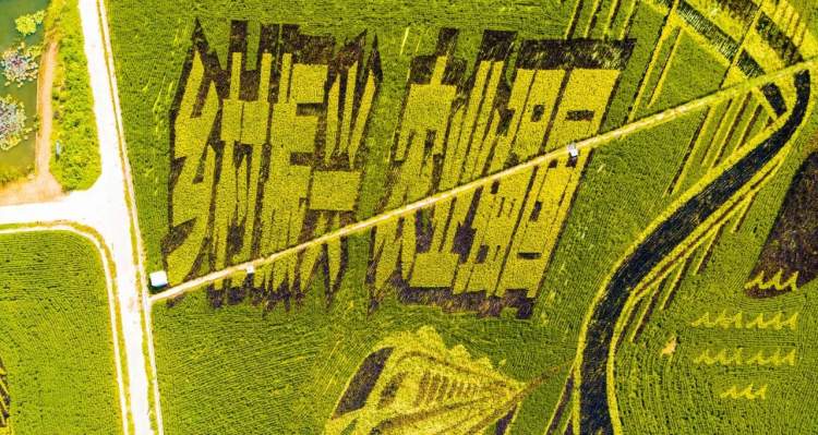 即将收割 想赏稻田画的抓紧!