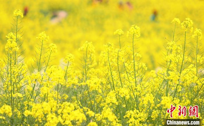 四川贡井油菜花盛开市民争相赏花游玩