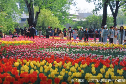 图片来源：北京市公园管理中心供图