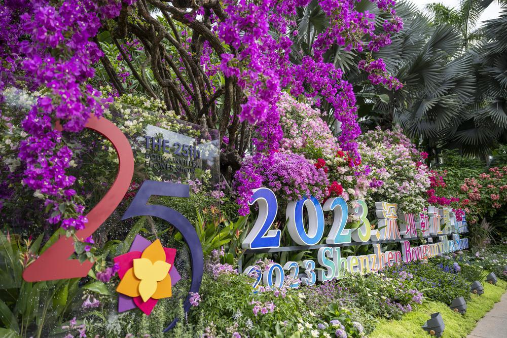 深圳簕杜鹃花展10日起举办