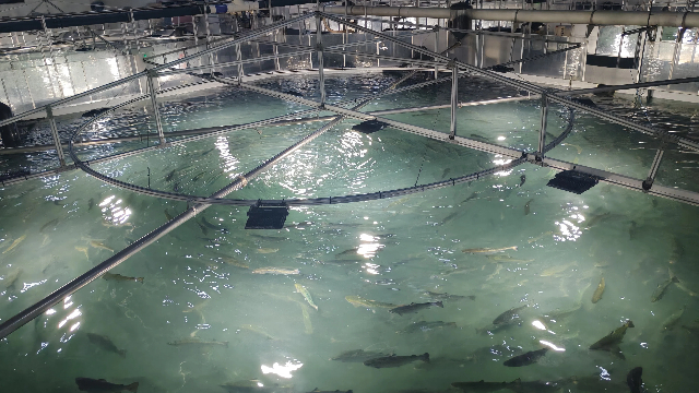 陆基三文鱼养殖 