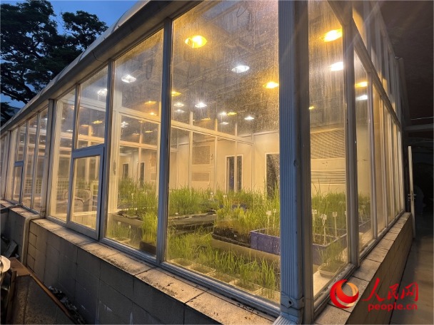 福建农林大学水稻抗病毒鉴定园内培植的水稻。人民网记者 