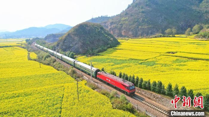 云南罗平百万亩油菜花盛放游客乘火车寻最美春天