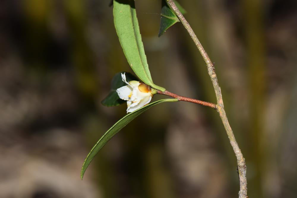 河源紫金发现植物新物种"紫金短柱茶"