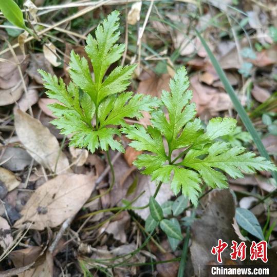 湖北赛武当发现国家二级重点保护野生植物黄连