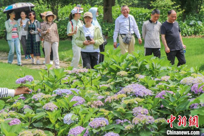 江西南昌：初夏时节凤凰沟绣球花盛开缤纷多彩美如画