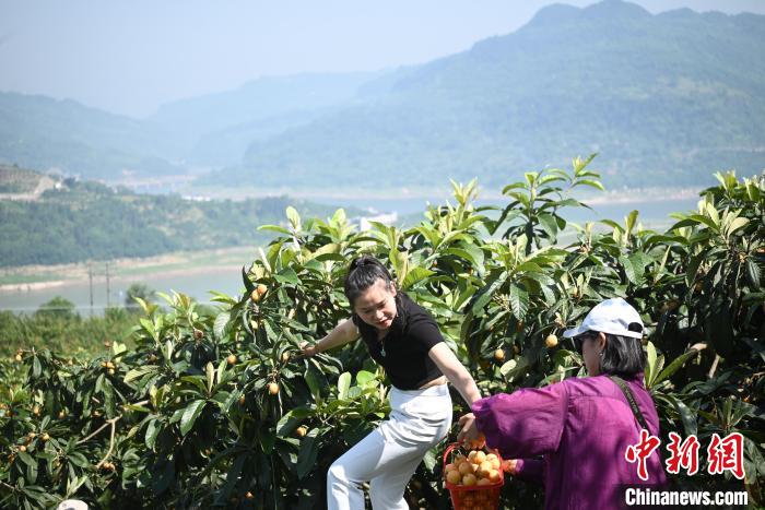 重庆:长江之滨枇杷丰收 民众享采摘之乐