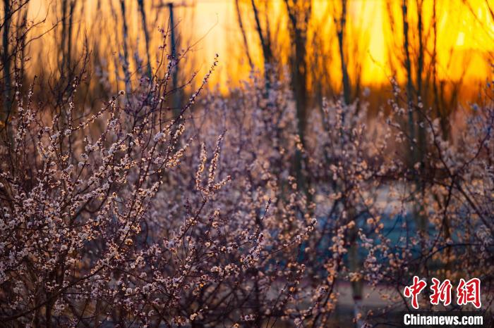 新疆托克逊县万亩杏花绽放周末接待游客近37万人次