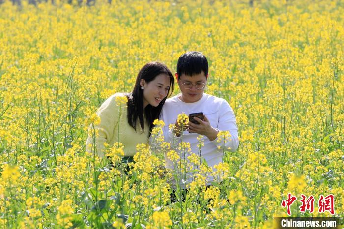 广西南宁油菜花绽放乡村美景入画来