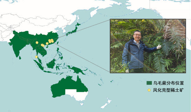超积累植物乌毛蕨与风化壳型稀土矿的地理分布位置。研究团队供图