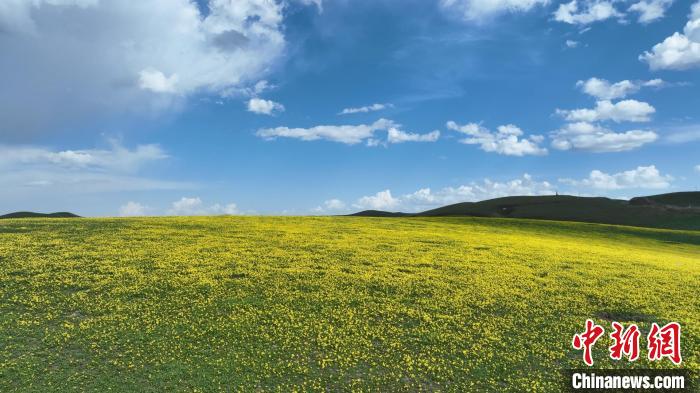 新疆昭苏：野生黄花盛开迎客来