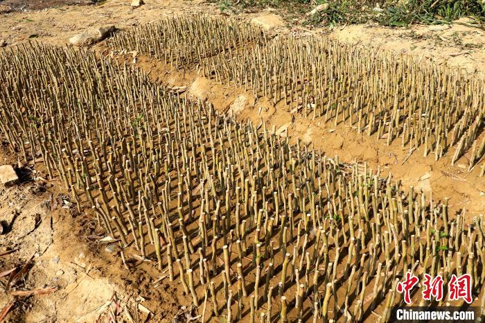 广西凌云抢抓农时忙种桑桑蚕产业成农民增收重要途径