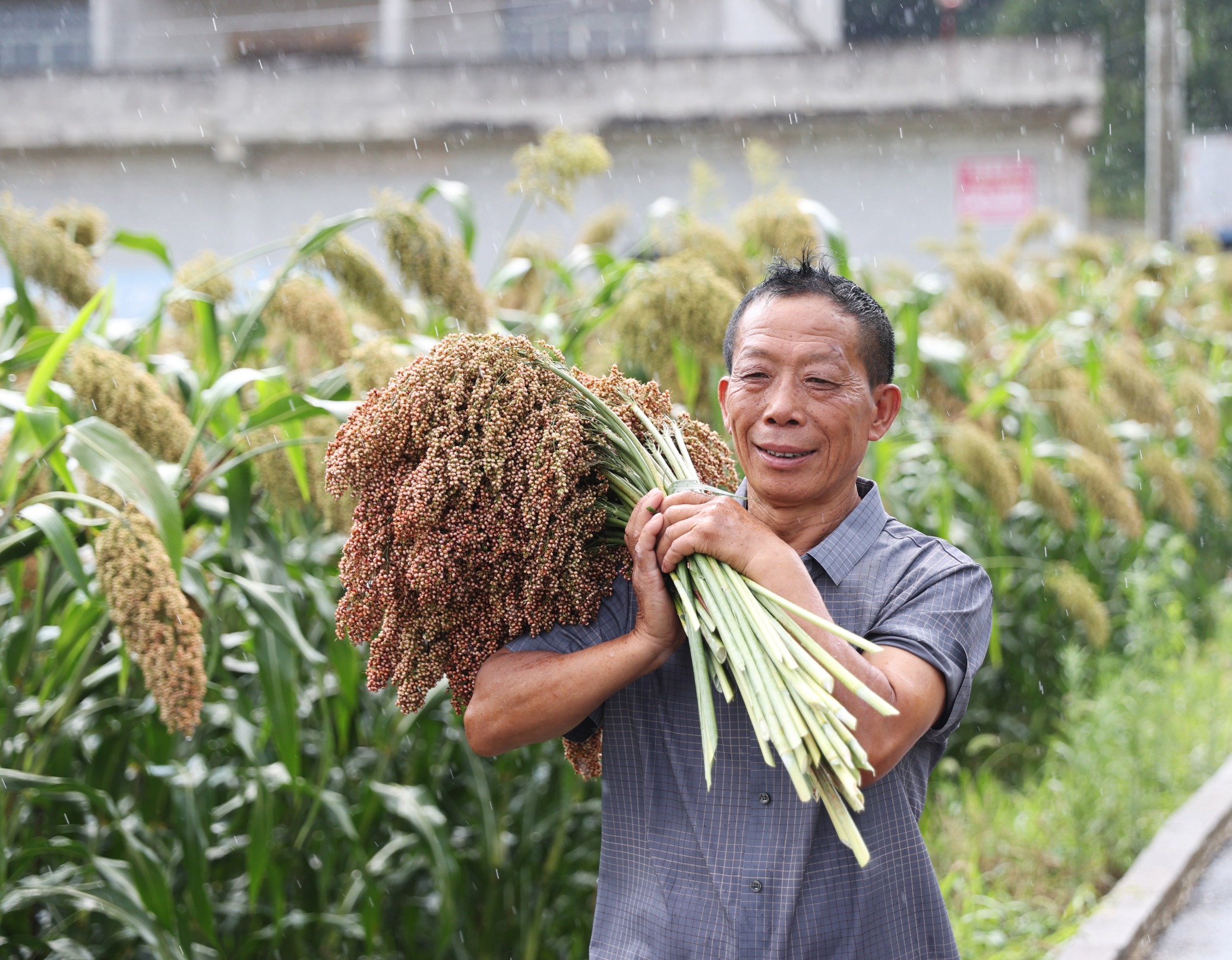 17538427588296.JPG ZKS_3799仁怀市长岗镇茅坡村种植户杨智润冒雨搬运高粱。贵州日报天眼新闻记者