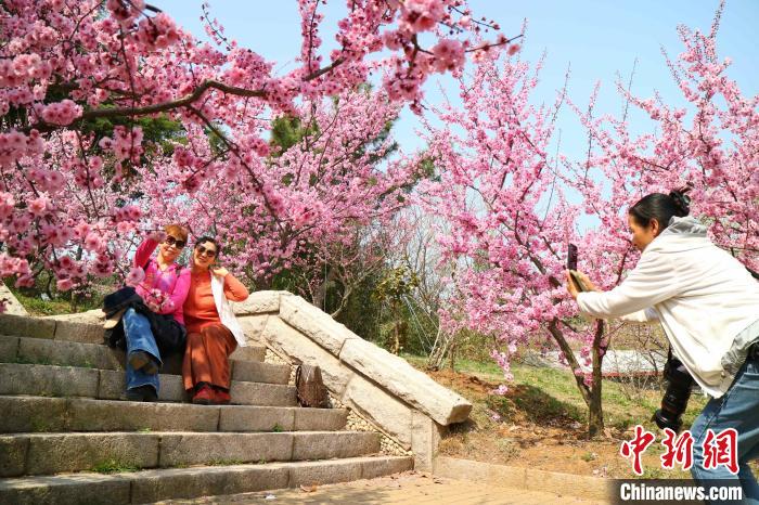 山东青岛江北最大梅园两万余株梅花竞艳