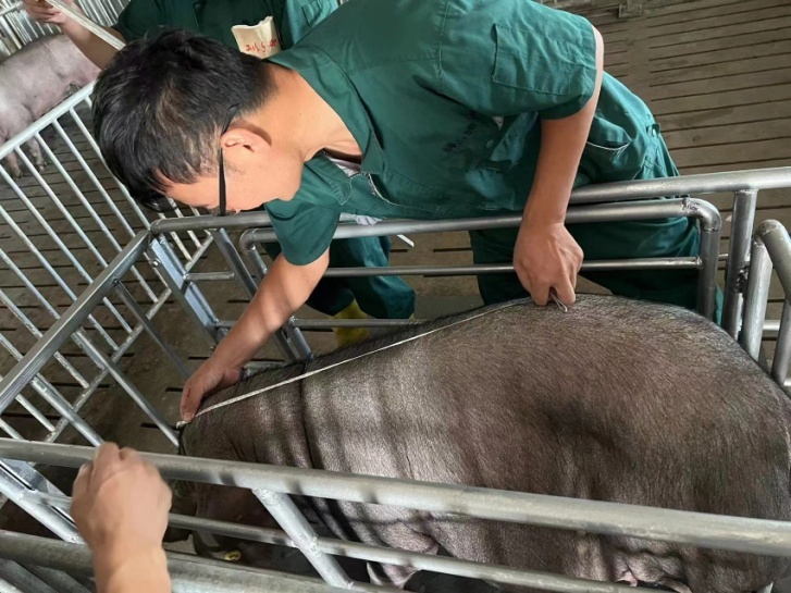 首页>财经频道>正文>工作人员对嘉定梅山猪进行体尺测定.