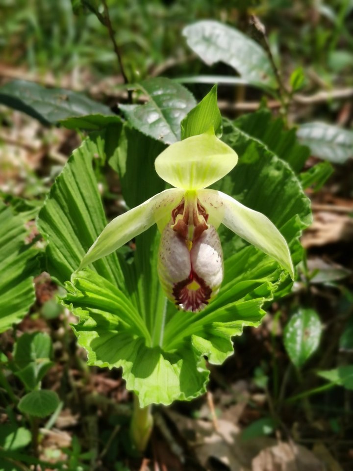 难得一见 珍稀濒危植物扇脉杓兰在保护区迎来盛花期
