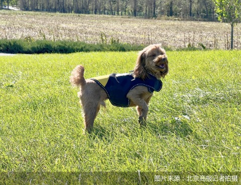 图片来源：北京商报记者拍摄
