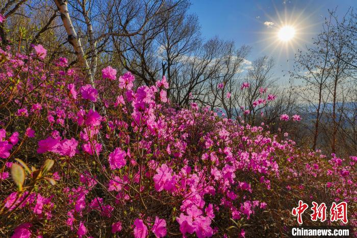 内蒙古扎鲁特旗万亩杜鹃花竞相开放