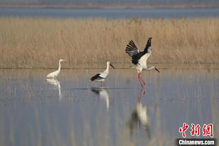河北南大港湿地冰雪消融群鸟归