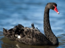 因并购贷款未达成 国晟科技终止收购孚悦科技100%股权