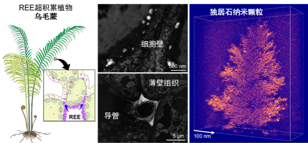 稀土元素在乌毛蕨中生物矿化为独居石纳米多晶聚集体。研究团队供图