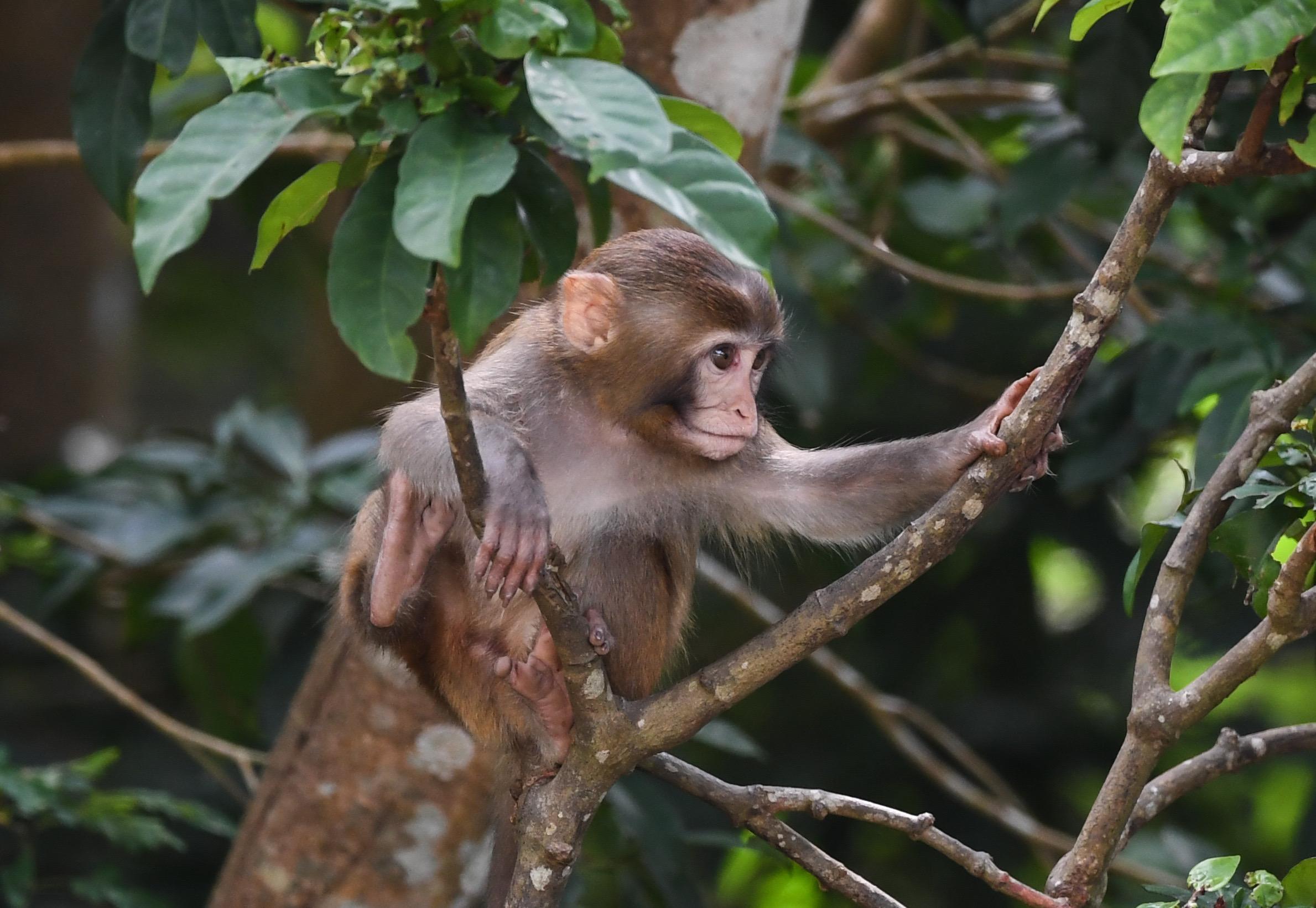 Macaque, a national second-class protected wild animal