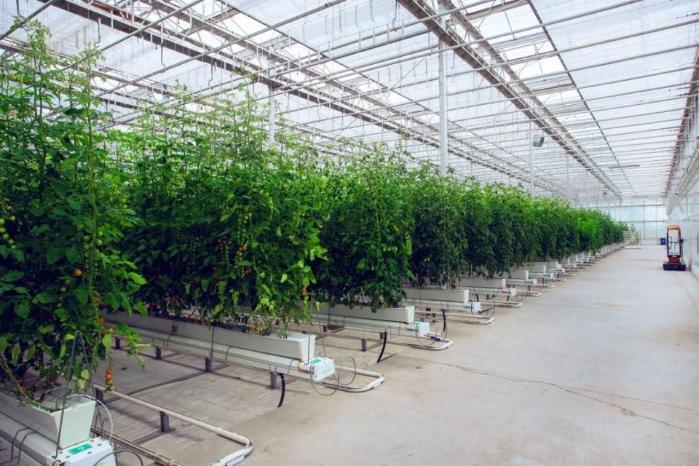 活力中国调研行丨来到这家植物工厂,就知道智慧农业究竟有多炫酷