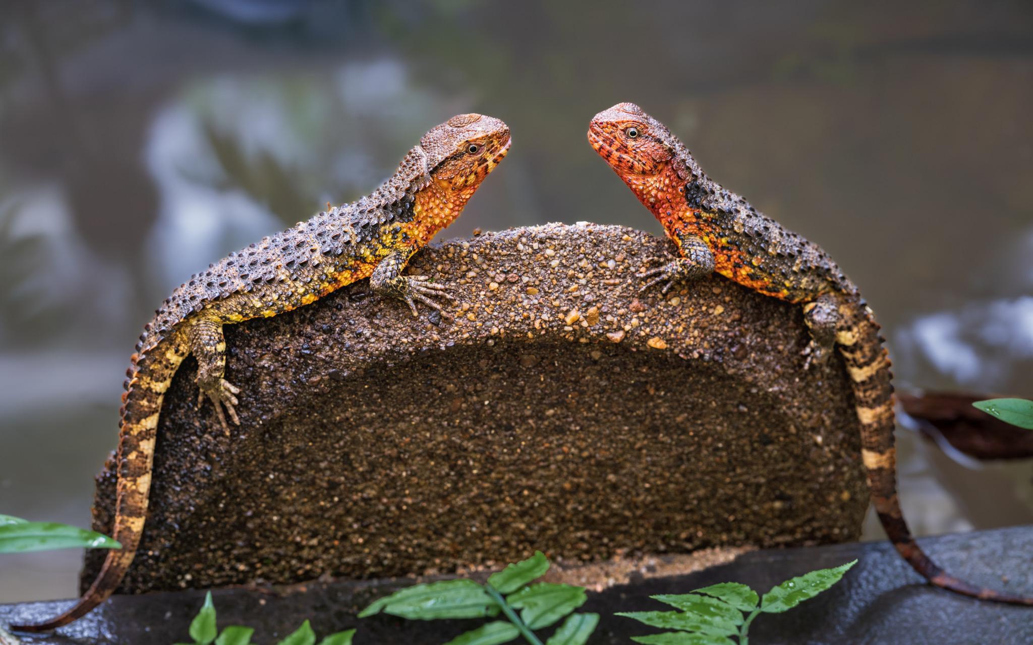 Lizard, a ⁣national⁣ first-class protected wild animal