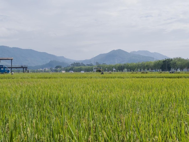 增城区朱村万亩丝苗米示范基地。人民网记者